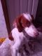 Brittany Puppies for sale in Montvale, Virginia. price: $500