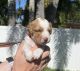 Brittany Puppies for sale in Hollywood, Florida. price: $800