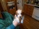 Brittany Puppies for sale in Moses Lake, WA 98837, USA. price: NA