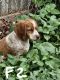 Brittany Puppies for sale in Choctaw, Oklahoma. price: $600