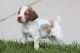 Brittany Puppies for sale in Provo, UT, USA. price: $950