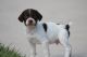 Brittany Puppies for sale in Provo, UT, USA. price: NA