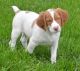 Brittany Puppies for sale in Chicago, IL, USA. price: NA