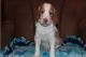 Brittany Puppies for sale in Houston, TX, USA. price: NA