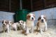 Brittany Puppies for sale in Honolulu, HI, USA. price: NA