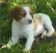 Brittany Puppies for sale in Beaver Creek, CO 81620, USA. price: NA