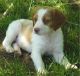 Brittany Puppies for sale in Los Angeles, CA, USA. price: NA