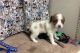 Brittany Puppies for sale in Bakersfield, CA, USA. price: NA