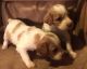 Brittany Puppies for sale in Cincinnati, OH, USA. price: $500