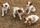 Brittany Puppies for sale in Georgetown, GA, USA. price: NA