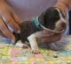 Brittany Puppies for sale in Little Rock, AR, USA. price: NA