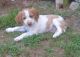 Brittany Puppies for sale in Cotuit, Barnstable, MA 02635, USA. price: $500