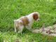 Brittany Puppies for sale in St. Louis, MO, USA. price: NA