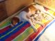 Brittany Puppies for sale in Huntington Beach, CA, USA. price: NA