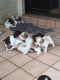 Brittany Puppies for sale in San Bernardino, CA, USA. price: NA