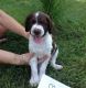 Brittany Puppies for sale in New York, NY, USA. price: NA