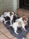 Brittany Puppies for sale in Vancouver, BC, Canada. price: NA