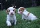 Brittany Puppies for sale in Pueblo, CO, USA. price: NA