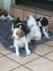 Brittany Puppies for sale in Eureka, CA, USA. price: NA