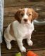 Brittany Puppies for sale in Mt Holly, NC, USA. price: NA