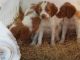 Brittany Puppies for sale in Hamilton, OH, USA. price: NA