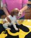 Brittany Puppies for sale in Seattle, WA, USA. price: NA