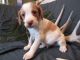 Brittany Puppies for sale in Birmingham, AL, USA. price: $500