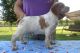Brittany Puppies for sale in Huntington, WV 25776, USA. price: NA