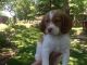 Brittany Puppies for sale in Ellisville, MO, USA. price: NA