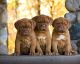 Brittany Puppies for sale in Indianapolis, IN, USA. price: NA