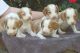 Brittany Puppies for sale in Athens, AL, USA. price: $700