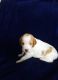 Brittany Puppies for sale in Hamlin, NY, USA. price: $450