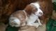 Brittany Puppies for sale in Danvers, MA 01923, USA. price: NA