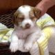 Brittany Puppies for sale in Galena, OH 43021, USA. price: $500