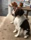 Brittany Puppies for sale in Batavia, NY 14020, USA. price: NA
