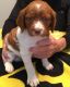 Brittany Puppies for sale in Houston, TX 77248, USA. price: $500