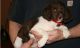 Brittany Puppies for sale in New Orleans, LA, USA. price: NA