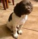 Brittany Puppies for sale in Portland, OR 97213, USA. price: NA