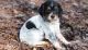 Brittany Puppies for sale in Milwaukee, WI, USA. price: NA
