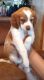 Brittany Puppies for sale in St Helen, Richfield Township, MI 48656, USA. price: $600