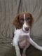 Brittany Puppies for sale in Benton City, WA 99320, USA. price: $650