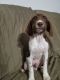 Brittany Puppies for sale in Benton City, WA 99320, USA. price: NA