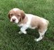 Brittany Puppies for sale in Windom, MN 56101, USA. price: $600
