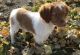 Brittany Puppies for sale in Windom, MN 56101, USA. price: $600