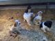 Brittany Puppies for sale in 1406 20th Ave, West Bend, IA 50597, USA. price: $550
