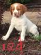 Brittany Puppies for sale in Fergus Falls, MN 56537, USA. price: NA