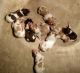 Brittany Puppies for sale in Springfield, MN 56087, USA. price: NA
