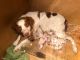 Brittany Puppies for sale in Traverse City, MI, USA. price: $700