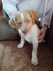 Brittany Puppies for sale in Pine Junction Area, CO, USA. price: NA