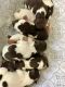 Brittany Puppies for sale in Lynchburg, VA, USA. price: $550